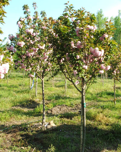 Index Of Trees Long Branch Farm