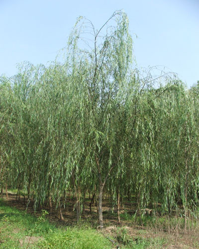 dwarf weeping cherry tree pictures. A graceful tree which grows to